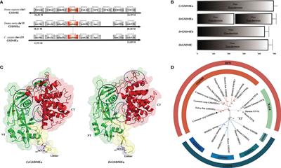 CcGSDMEa functions the pore-formation in cytomembrane and the regulation on the secretion of IL-lβ in common carp (Cyprinus carpio haematopterus)